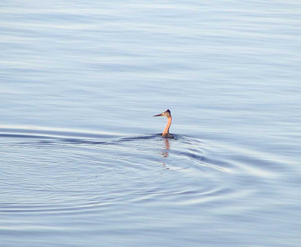 112 Neuquen P1010051