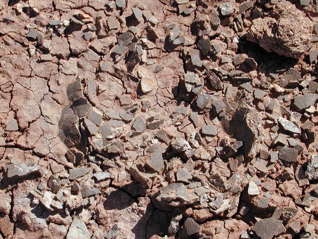 120 Auca Mahuevo P1010064