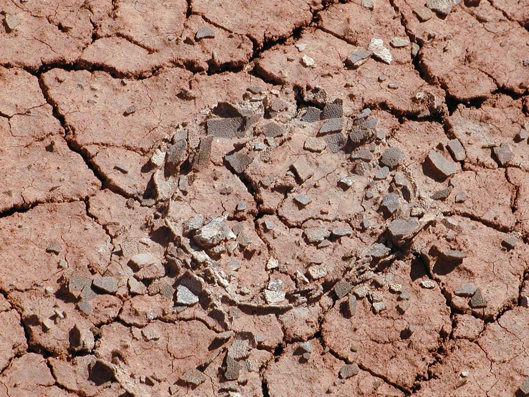 121 Auca Mahuevo P1010068