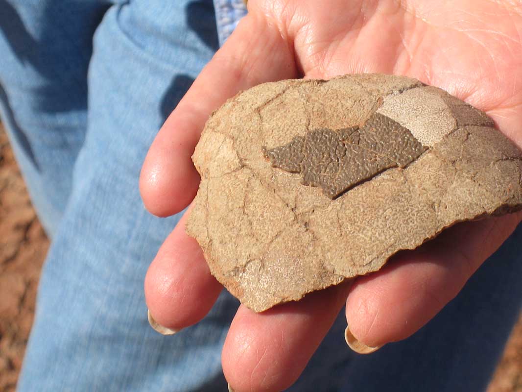 126 Auca Mahuevo IMG_0069