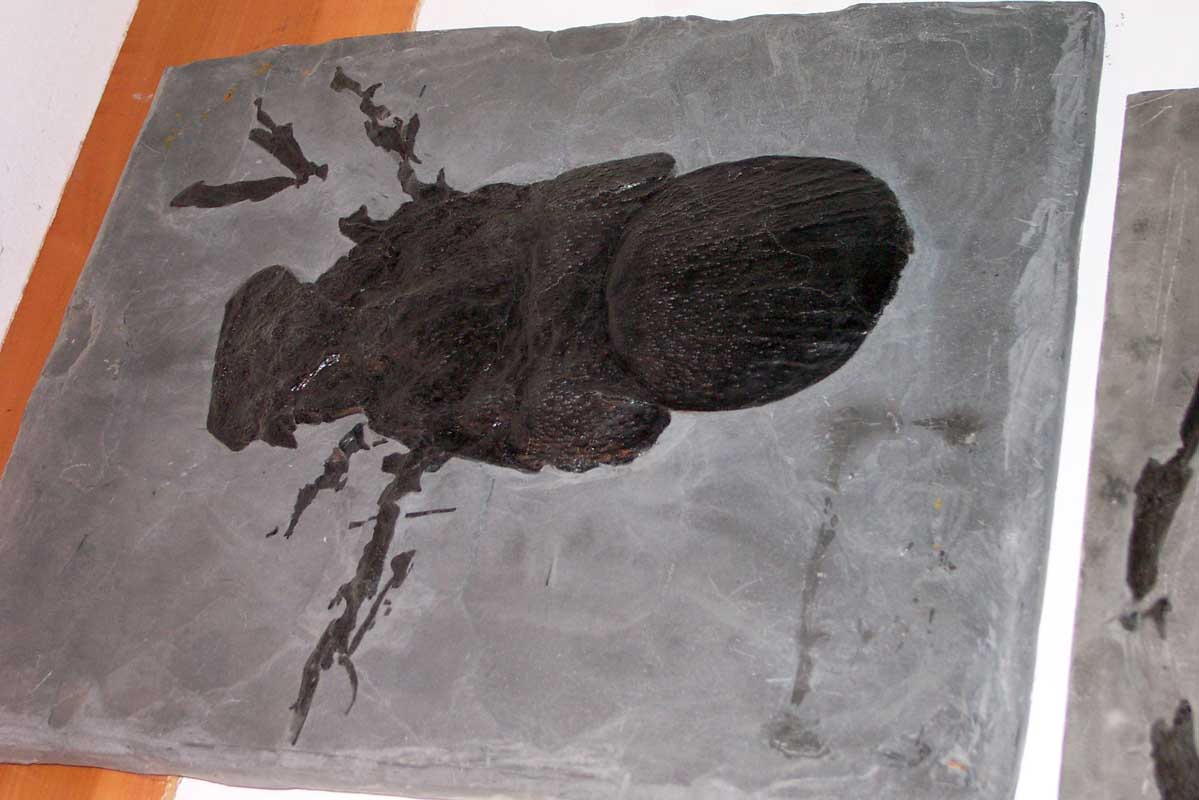 179 Bariloche Museo DCP_2204