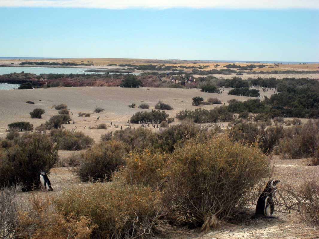 185 Punta Tombo IMG_0173