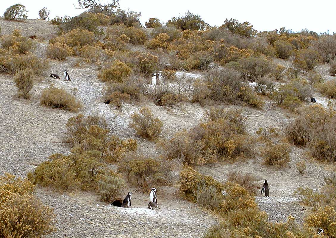 187 Punto Tombo P1010100