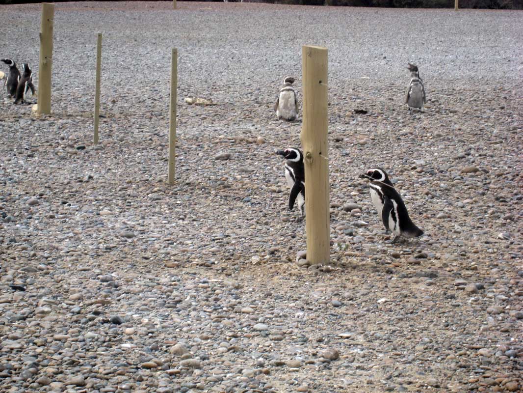 191 Punta Tombo IMG_0182