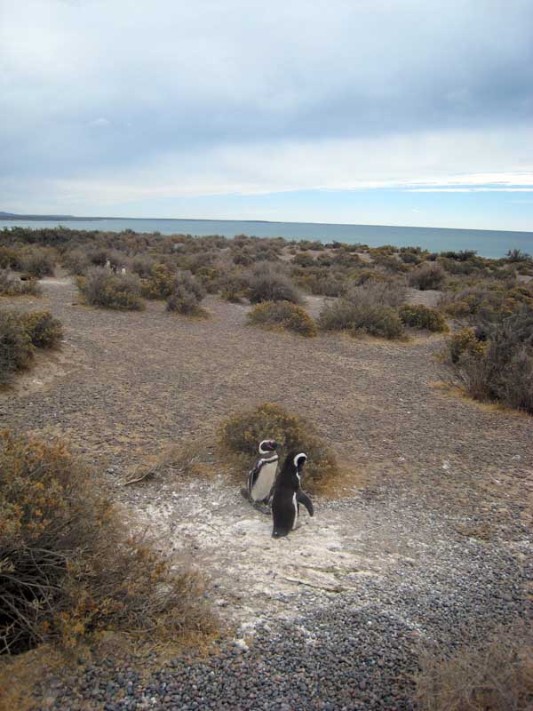 195 Punta Tombo IMG_0159