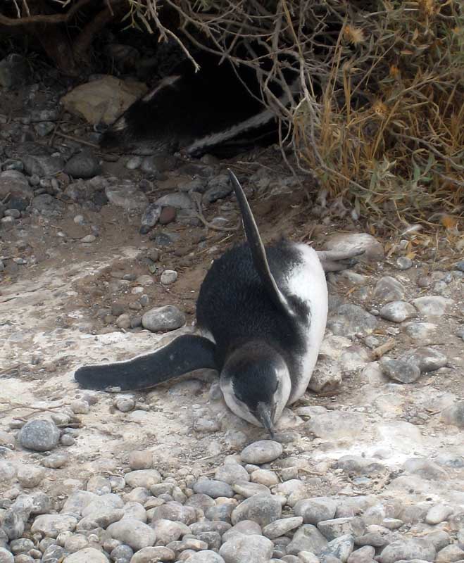 196 Punta Tombo IMG_0197