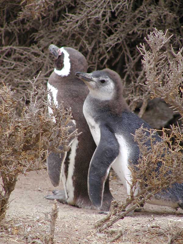 197 Punto Tombo P1010096