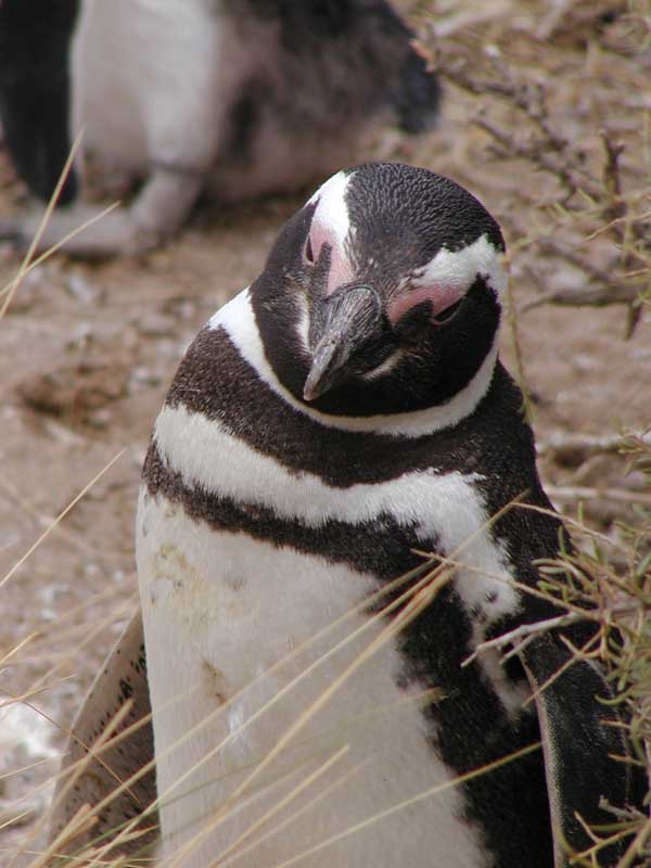 198 Punto Tombo P1010098