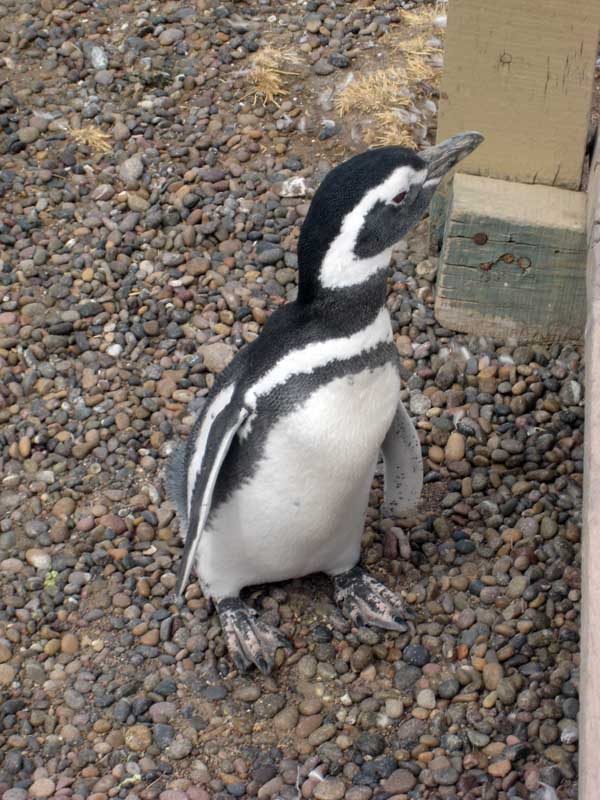 201 Punta Tombo IMG_0190