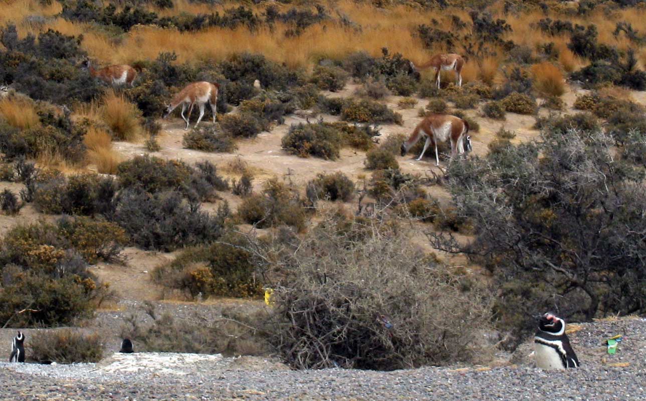 203 Punta Tombo IMG_0194