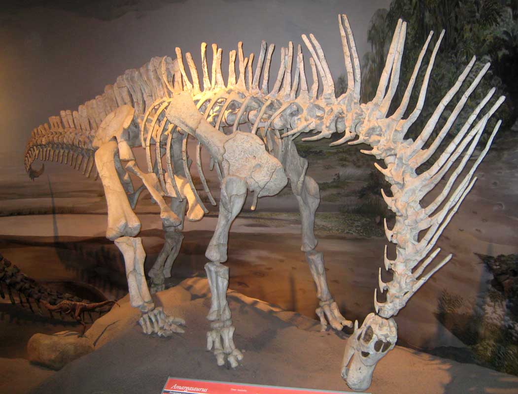 213 Museo Egidio Feruglio IMG_0220