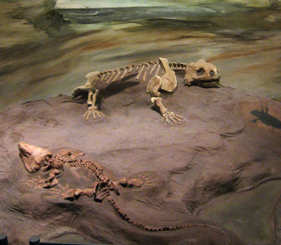 215 Museo Egidio Feruglio IMG_0227