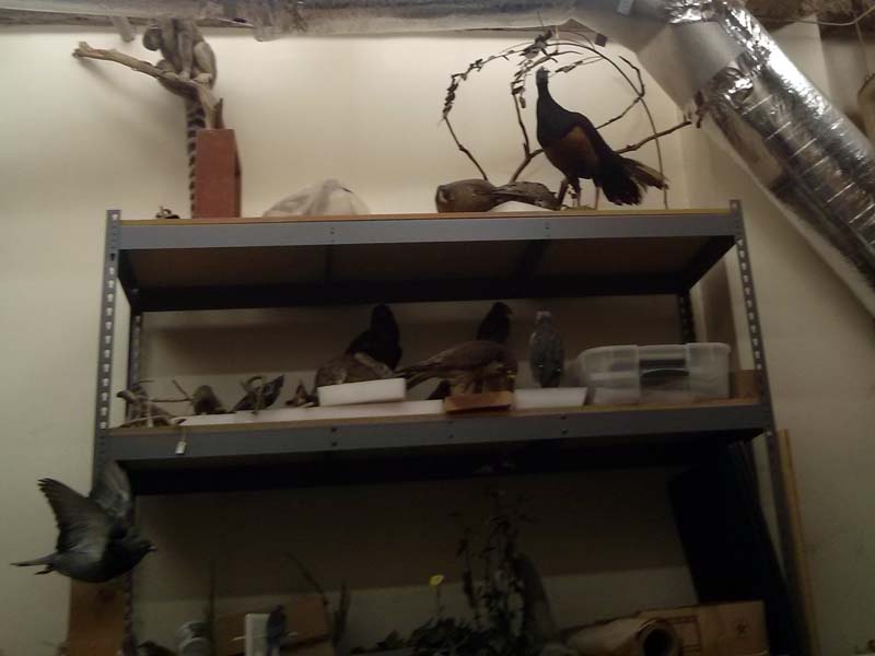 Taxidermy Lab006