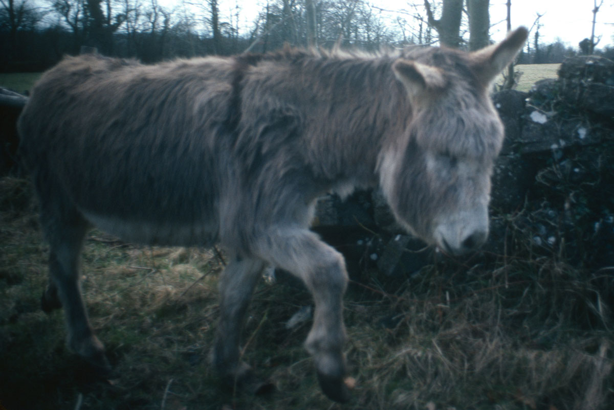 Turoe Stone DonkeyCo Galway