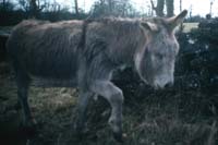 Turoe Stone DonkeyCo Galway