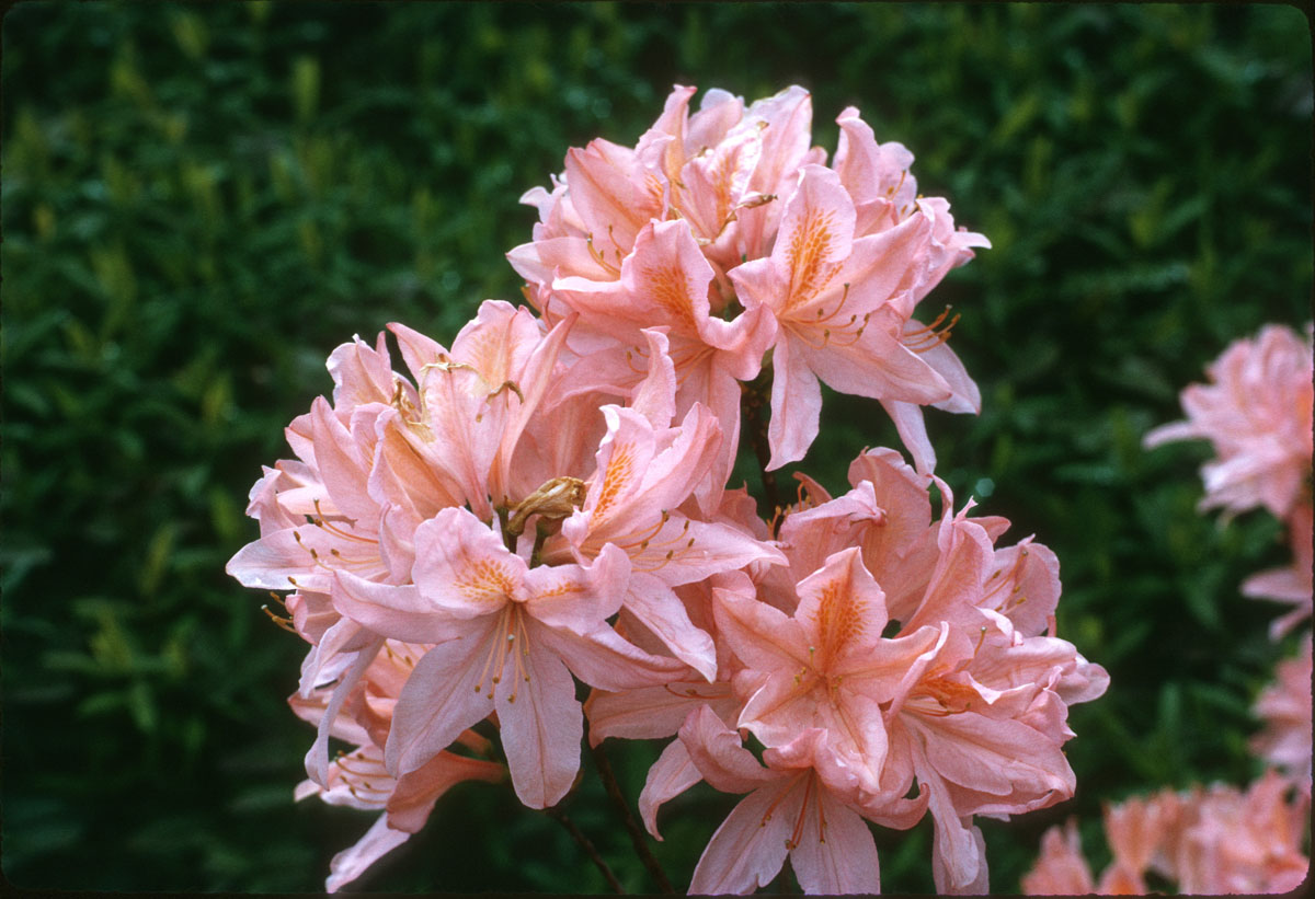 14 Azalea at Bonneulle Dam