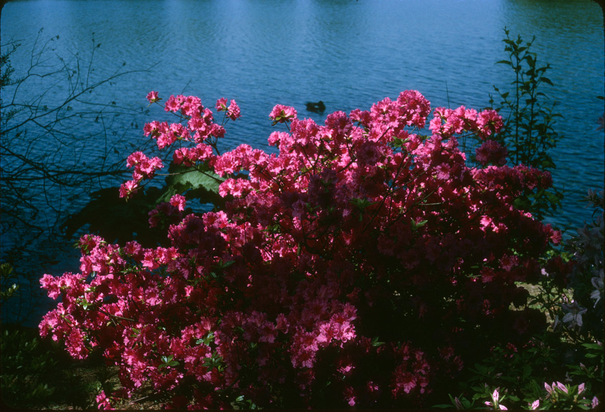 17 Rhod Gard Portland