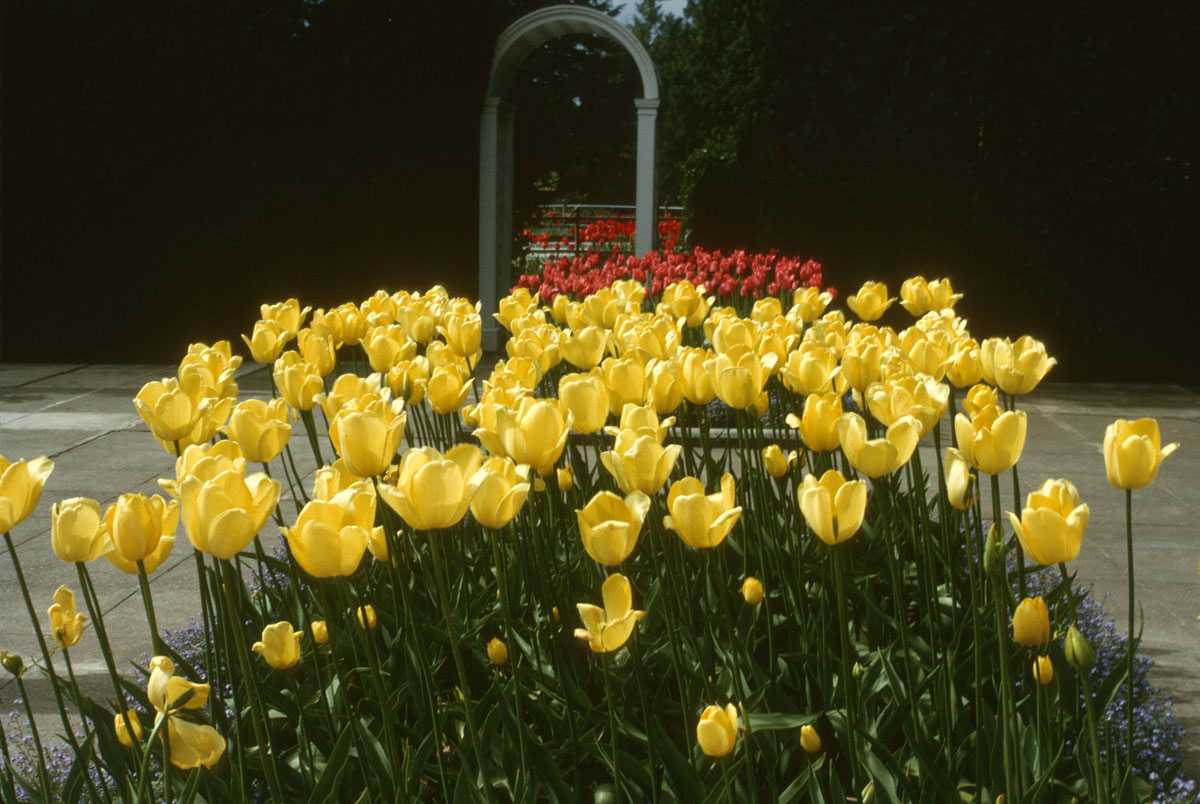 36 Butchart Gardenen Victoria