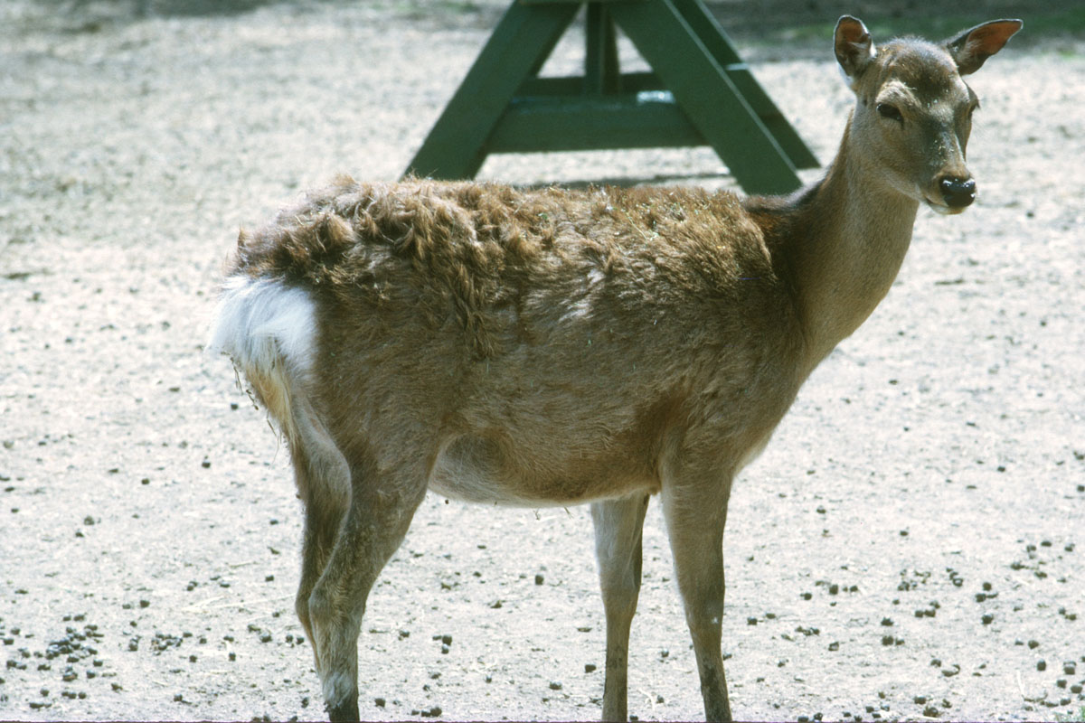 47 Alberta Game Farm