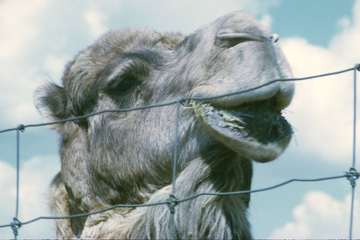 49 Alberta Game Farm