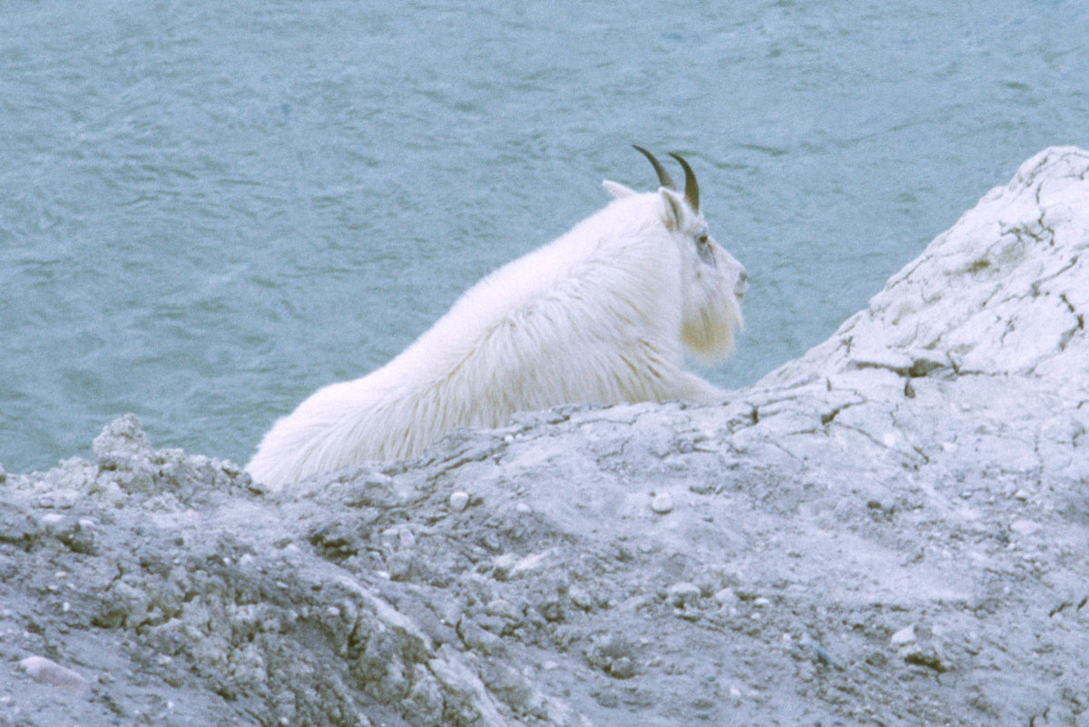 51 Mountain Goat Jasper NP