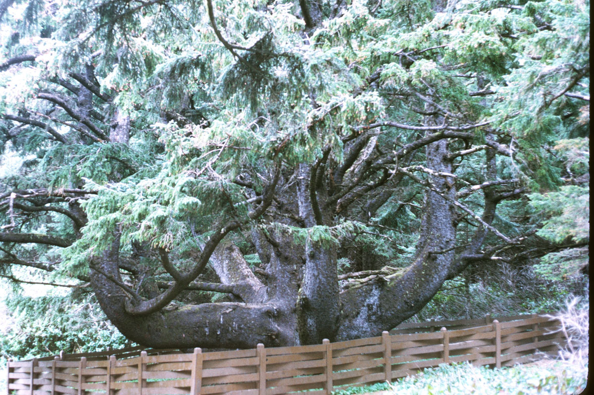 6 Octopus Tree Tillemonk OR