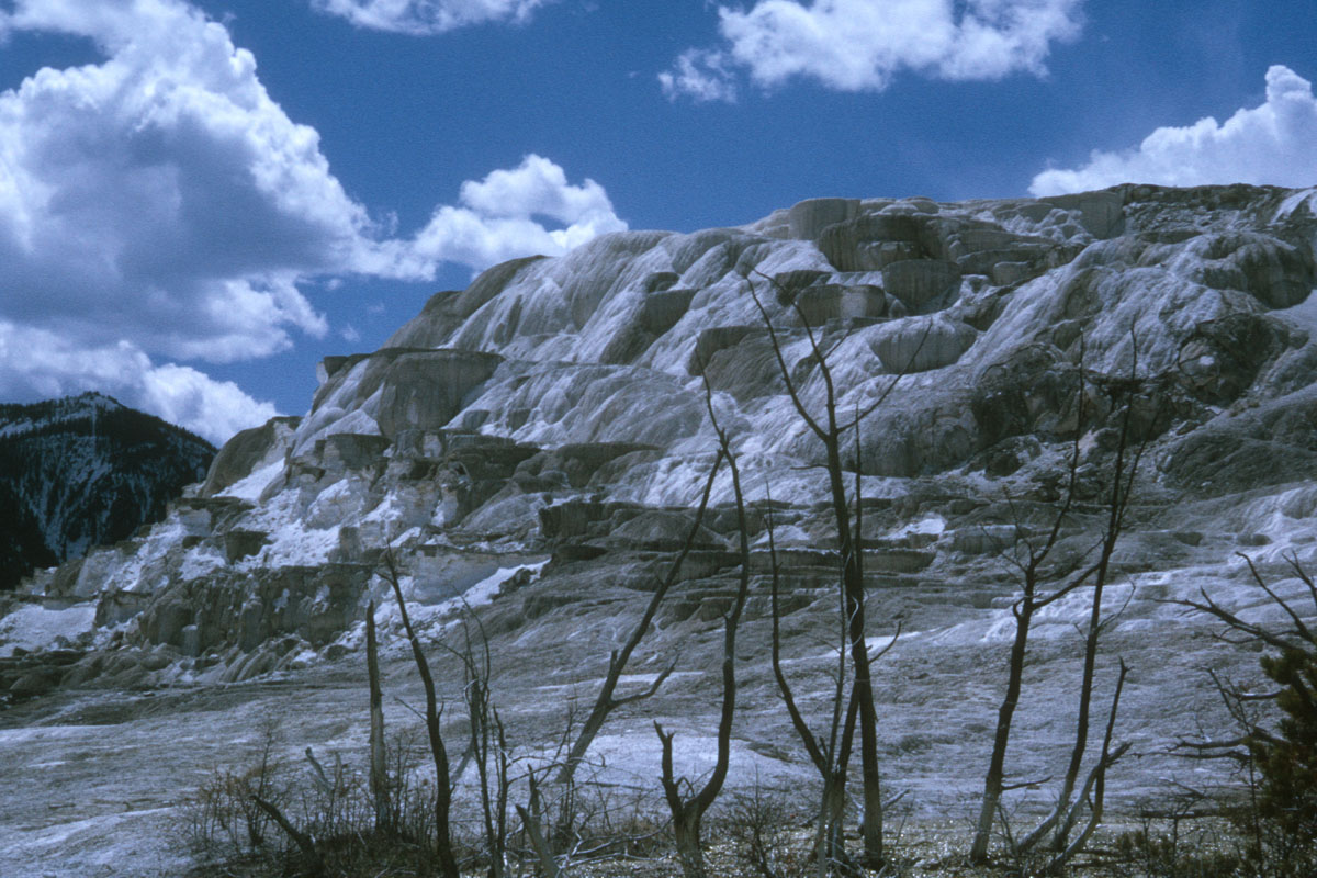 65 Dead Terr Springs Yellowstone