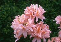 14 Azalea at Bonneulle Dam