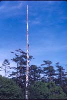 31 128ft Totem Victoria BC