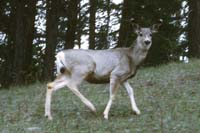 45 Mule Deer Banff NP