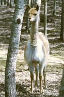 48 Guanaeo Alberta Game Farm