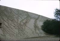 5 Josse Honeyman St Pk