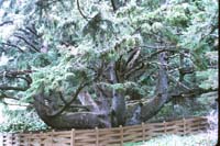 6 Octopus Tree Tillemonk OR