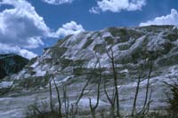 65 Dead Terr Springs Yellowstone