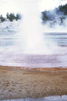 69 Little Whirlemigag Geyser Norris Basin Yellowstone