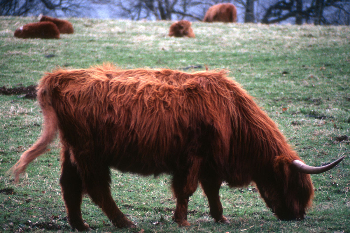 Highland Cows Scotland