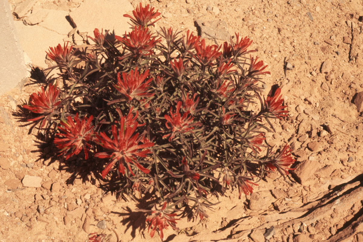 IndianPaint Brush Natural Bridges