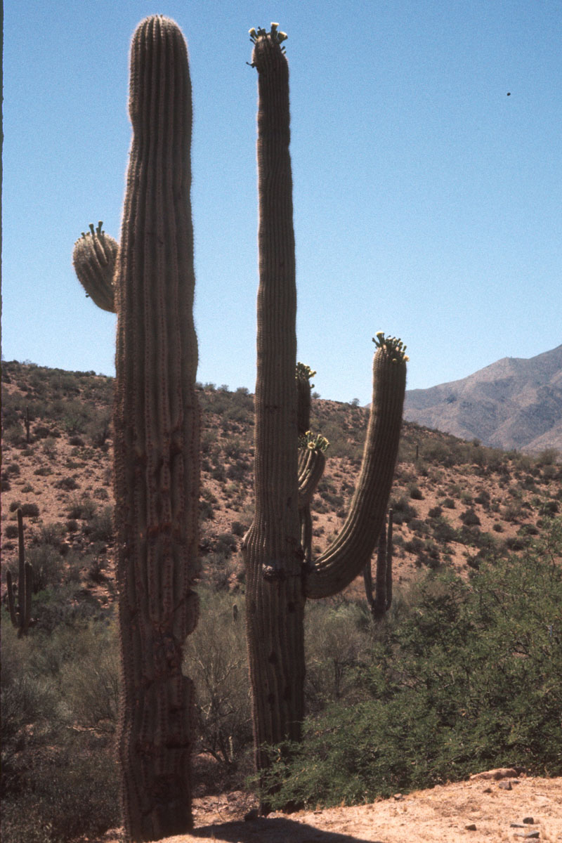 Saguaro Cactus Apache Trail