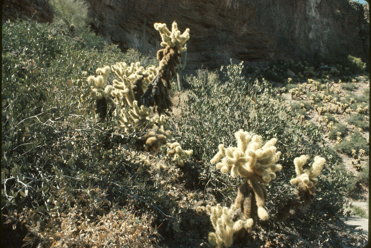 Salado Indian Cliff Pueblo
