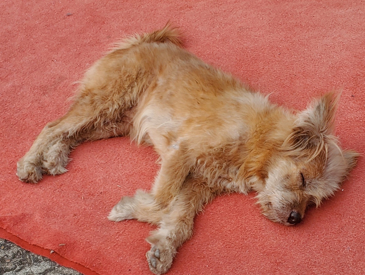 244 Wat Xieng Thong Temple