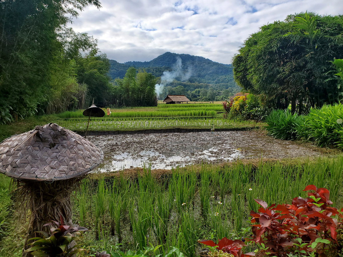 263 Laotian Rice Farm