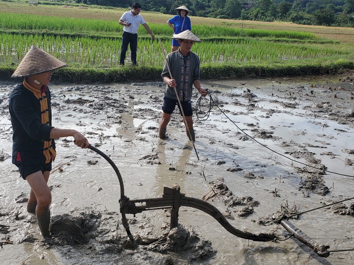 266 Laotian Rice Farm