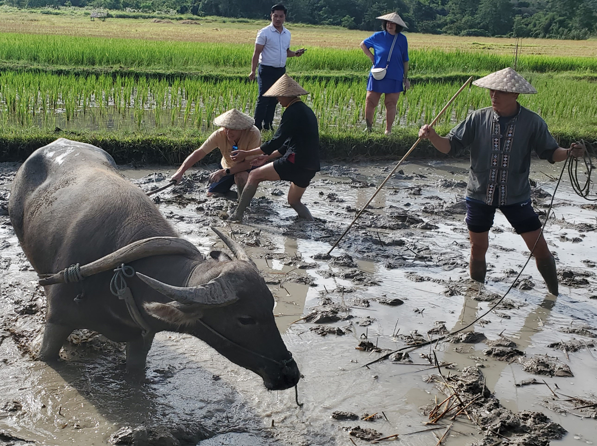 268 Laotian Rice Farm