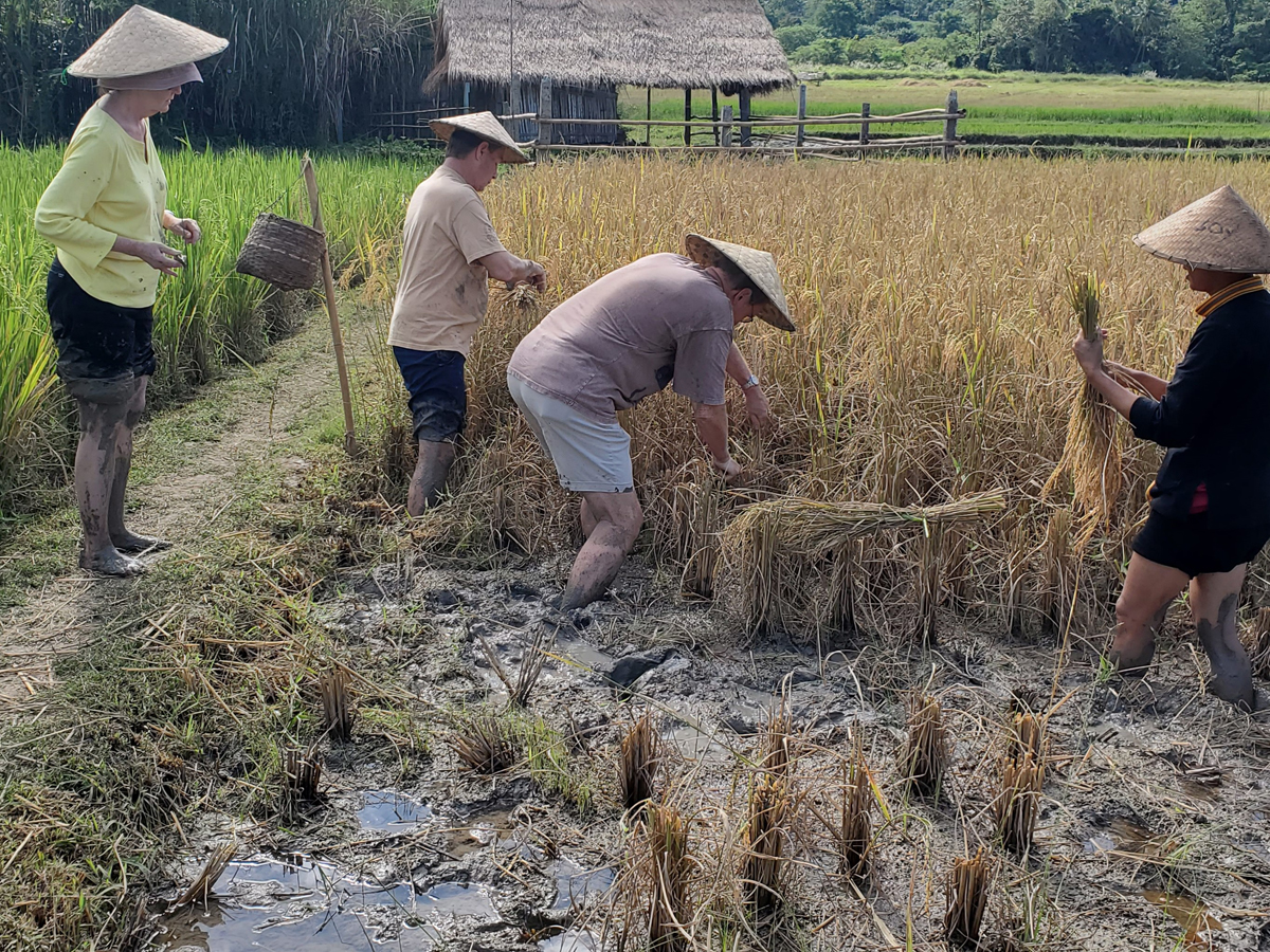 271 Laotian Rice Farm