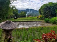 263 Laotian Rice Farm