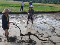 266 Laotian Rice Farm