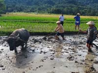 267 Laotian Rice Farm