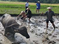 268 Laotian Rice Farm