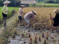 271 Laotian Rice Farm