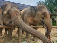 289 Elephant Village